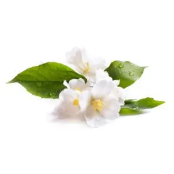 Fresh Jasmine Flowers 