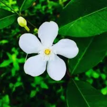 Jasmine Flowers