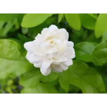 Natural Jasmine Flowers