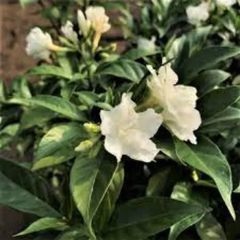 Fresh Jasmine Flowers