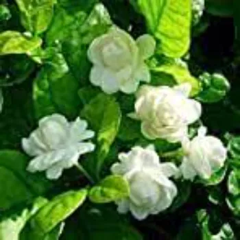 Jasmine Flowers