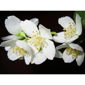 Organic Jasmine Flowers