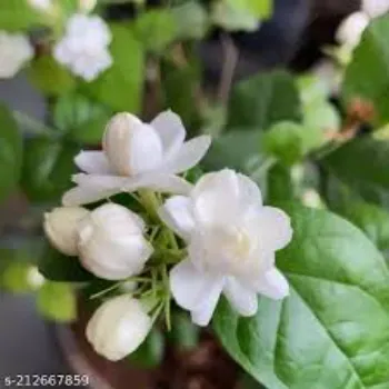 Jasmine Flowers