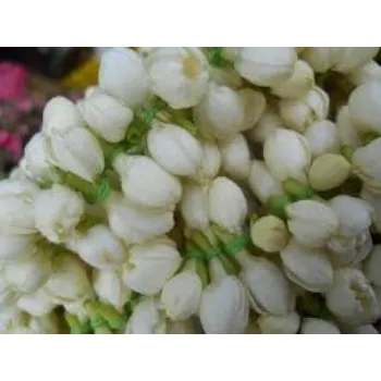 Jasmine Flower