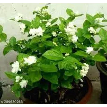  Jasmine Plants