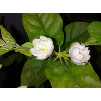  Jasmine Plants