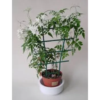 Organic Jasmine Plant