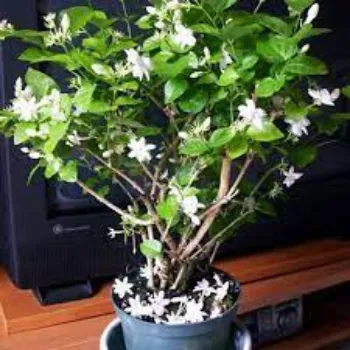 Organic Jasmine Plants