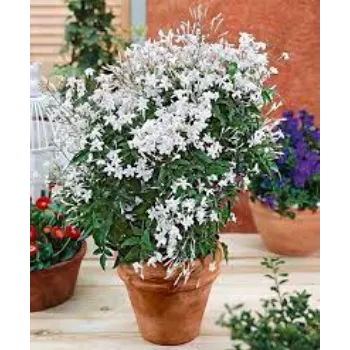 Common Jasmine  Plants