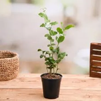 Fresh Jasmine Plant