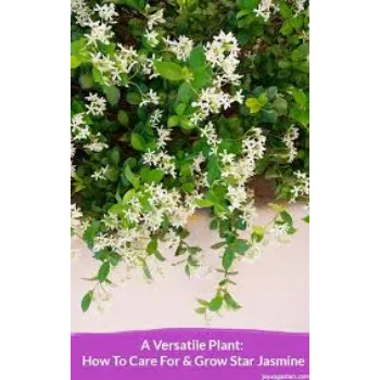 Natural Jasmine Plants