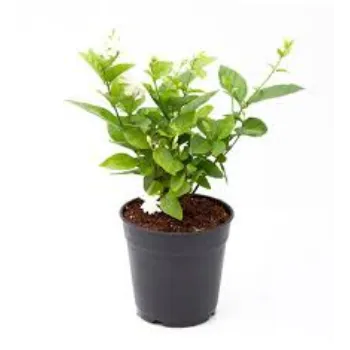 Jasmine Plant Manufacturer