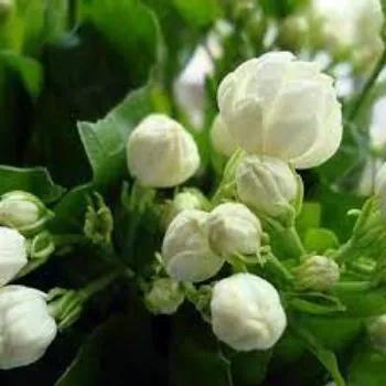 Organic Jasmine Plant Manufacturer