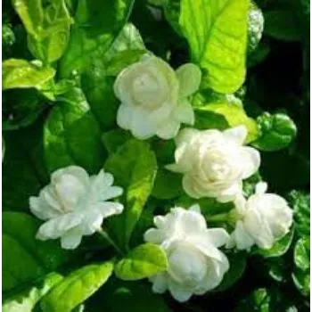 Organic Jasmine Plant Manufacturer