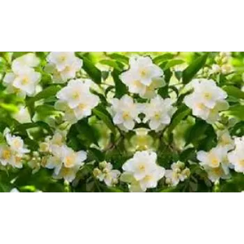 Fresh Jasmine Plant Manufacturer