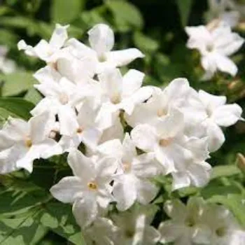 Natural Jasmine Plant Manufacturer