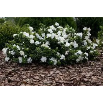 Common Jasmine Plants Manufacturer