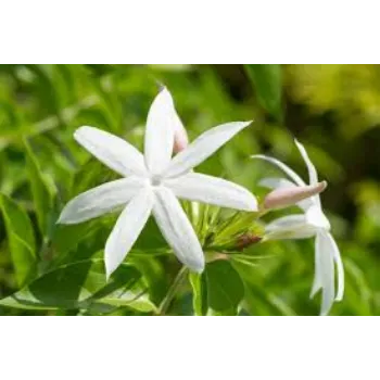 Pure Jasmine Plant