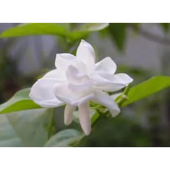 Fresh Jasmine Flowers