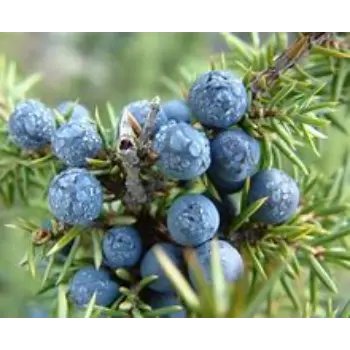 Juniper Berries