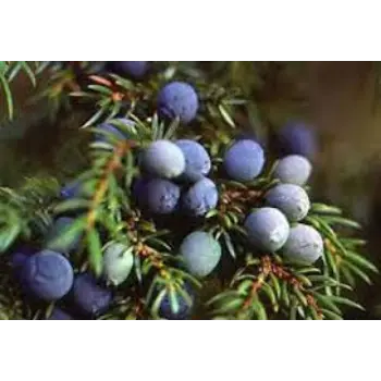 Juniper Berries