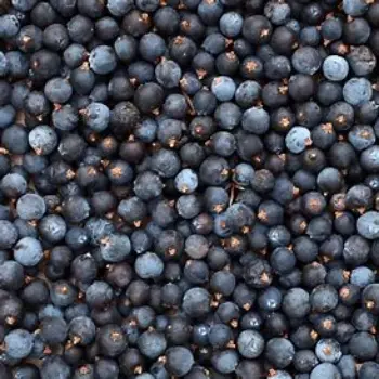 Juniper Berries