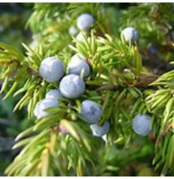 Natural Juniper Berries