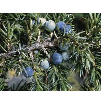 Fresh Juniper Berries