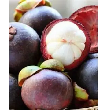 Fresh Kokum