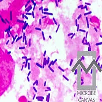 Lactobacillus Acidophilus