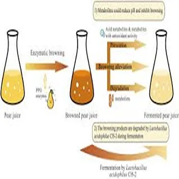 Lactobacillus Acidophilus