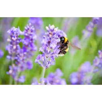 Fresh Lavender Flower Manufacturer