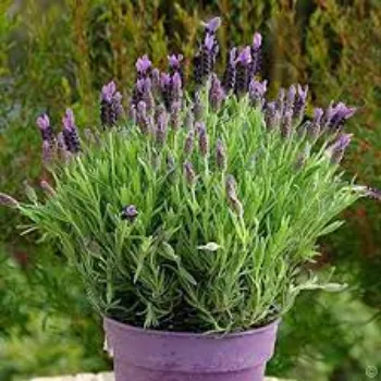 Natural Lavender Flowers