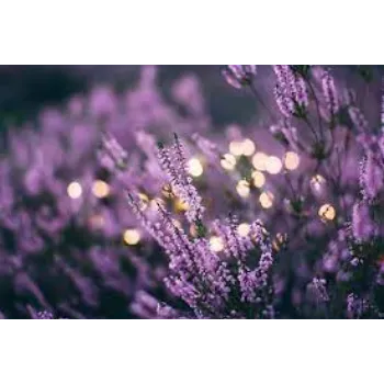 Fresh Lavender Flowers