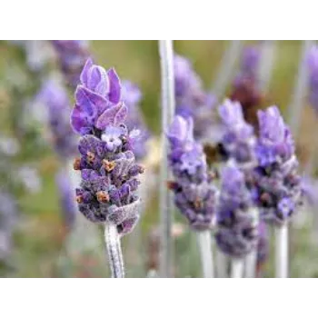 Natural Lavender Flowers Manufacturer