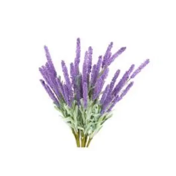 Natural Lavender Flowers Manufacturer