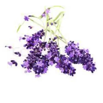 Organic Lavender Flowers Manufacturer