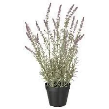 Lavender Flowers Manufacturer