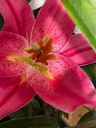 Lily Flower