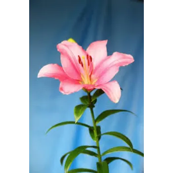 Fresh Lily Flower Manufacturer