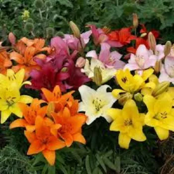 Organic Lily Flowers Manufacturer