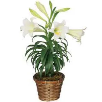 Lilium Plant