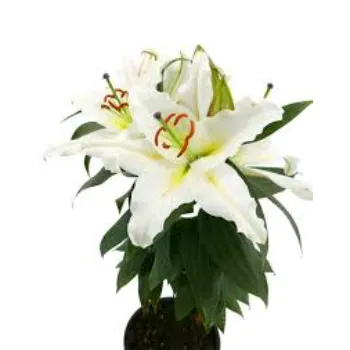 Lilium Plant