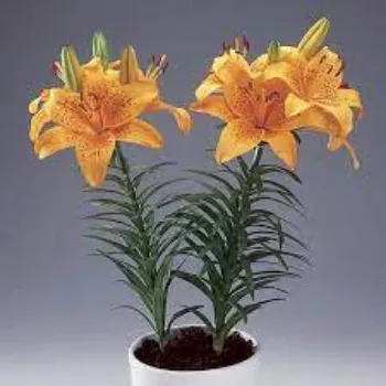 Lilium Plant Manufacturer