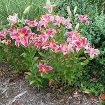 Organic Lilium Plants