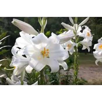 Fresh Lilium  Plant