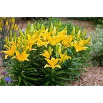 Common Lilium Plants