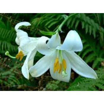 Lilium Plant