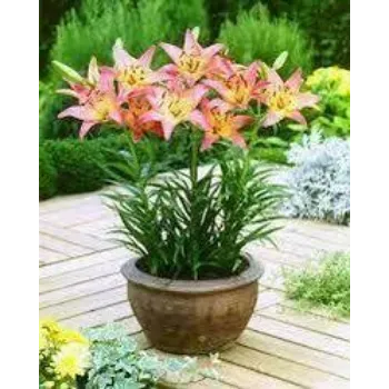 Natural Lilium Plant