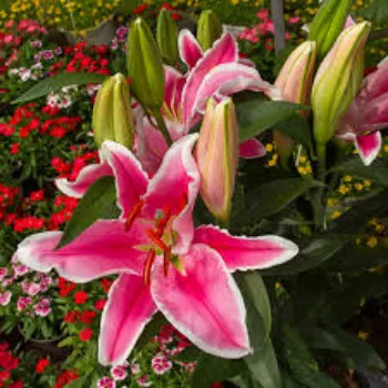 Organic Lilium Plant Manufacturer